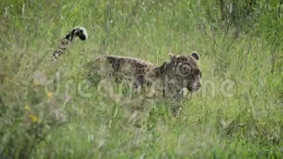 豹式潜逃隐藏在非洲大草原野生动物高大的草丛中视频的预览图