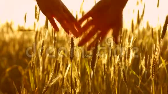 一对爱在夕阳下的小麦视频的预览图