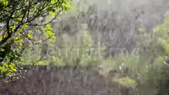 夏雨视频的预览图