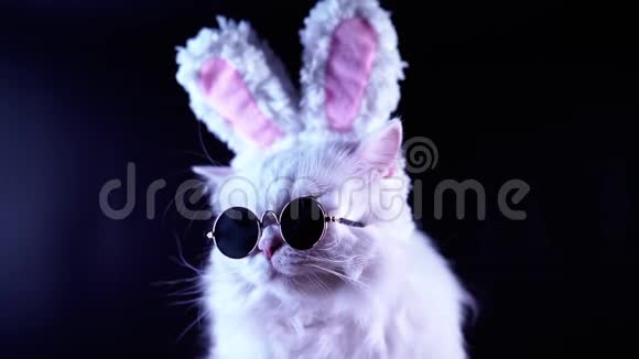 时尚太阳镜和柔软的兔子耳朵里的滑稽猫的肖像演播室录像视频的预览图