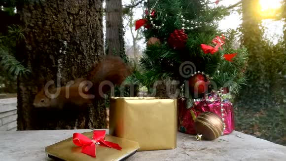 圣诞松鼠视频的预览图