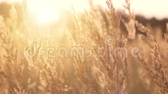 草地上的金色黄昏视频的预览图