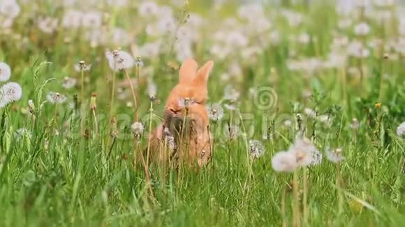 阳光明媚的日子里兔子在蒲公英间奔跑视频的预览图