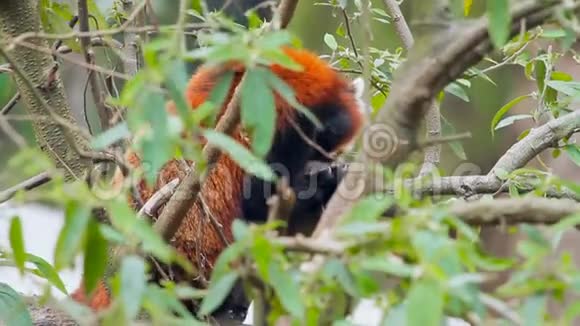 野生小熊猫在树上视频的预览图