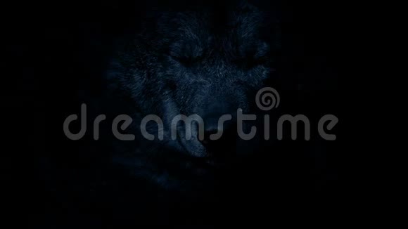狼在黑暗中咆哮视频的预览图