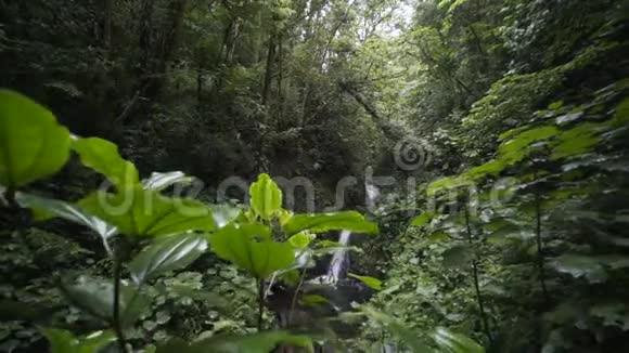 雨林中的瀑布视频的预览图