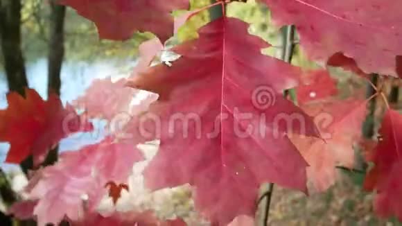 风中红秋的橡树叶视频的预览图