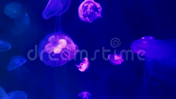 水母在深蓝色的光线下生长有霓虹灯的颜色视频的预览图