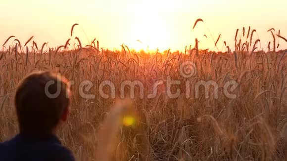 幸福的一家人在玩耍日落时在麦田里跑来跑去一个人追上了他的儿子逃跑了视频的预览图