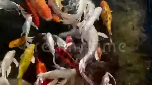 美丽的锦鲤鱼视频的预览图