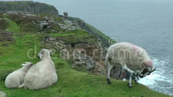 悬崖上的羊视频的预览图