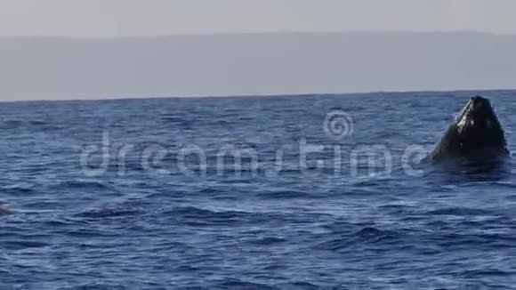 非常罕见的一个完整的驼背鲸鱼缺口视频的预览图
