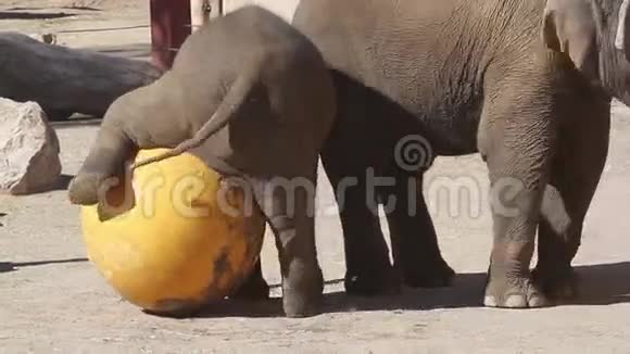 动物园小象玩黄色的大球视频的预览图