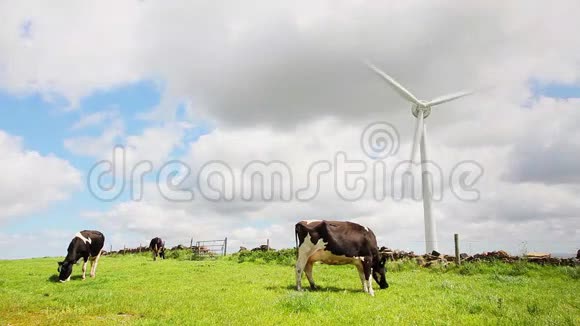 奶牛在风电场里视频的预览图