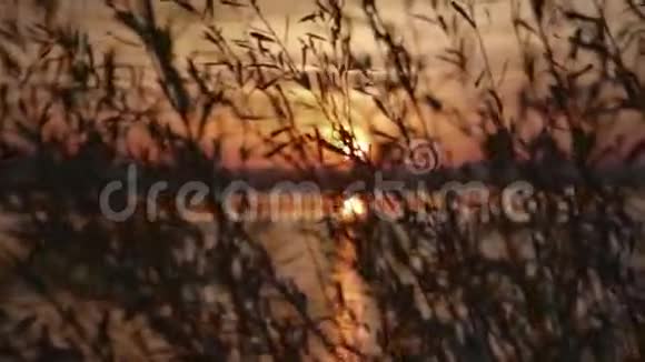 美妙的夕阳穿过湖面上的芦苇风在移动芦苇自然美景夏日时光快乐的时刻视频的预览图