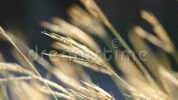 小草在微风中摇曳视频的预览图