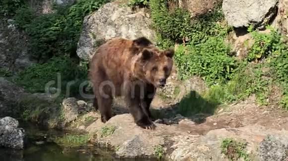 棕熊靠近水视频的预览图