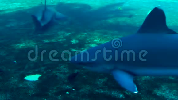 水族馆里的海洋白尖鲨视频的预览图