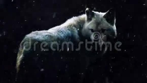 黑森林中的狼大雪纷飞视频的预览图