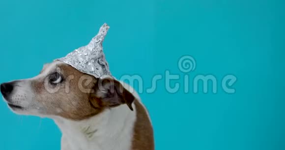 戴着锡箔帽子的吓人狗视频的预览图