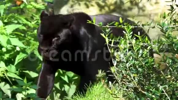 一只黑色美洲豹在森林风景中行走的特写镜头罕见的斑点野生猫靠近来自美国的濒危动物物种视频的预览图
