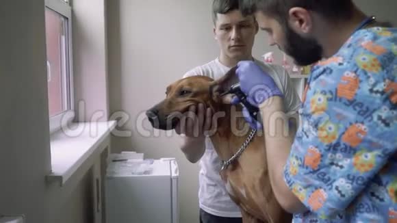兽医检查狗的耳朵视频的预览图