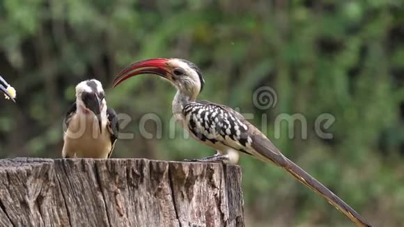 鸟类在饲料高超的Starling冯德德德德肯的角鸟红嘴角鸟飞行小组肯尼亚的茨沃公园视频的预览图
