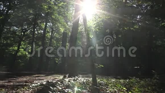 神秘森林视频的预览图