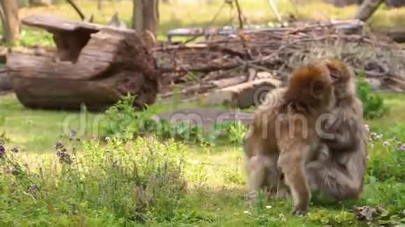 巴巴里猕猴夫妇互相拥抱做滑稽的面孔社会灵长类行为来自非洲的濒危动物物种视频的预览图