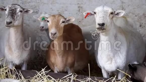 农场里的羔羊视频的预览图