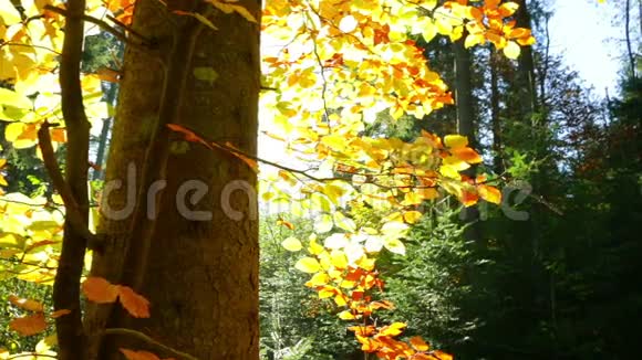 秋天森林的镜头视频的预览图