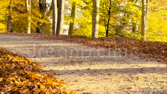 秋天在公园跑步视频的预览图