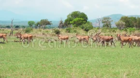 一群非洲羚羊漫步非洲大草原视频的预览图