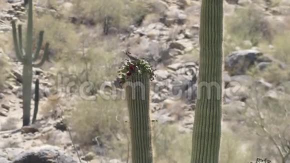 亚利桑那沙漠一只鸽子从仙人掌顶上的花蜜视频的预览图