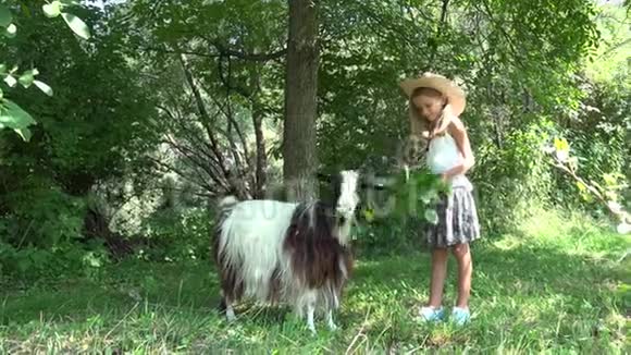庭院中的儿童喂养山羊花园4K的农家女孩喂养动物视频的预览图