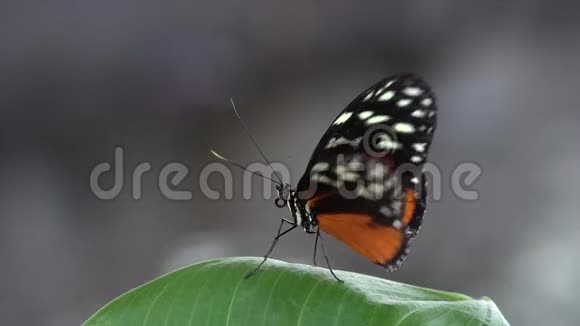 美丽的蝴蝶在绿叶上休息模糊的背景视频的预览图