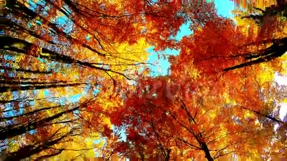 树木在秋天树冠视频的预览图