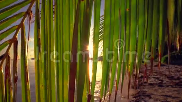 热带海滩和棕榈树上空的日出热带叶子之间的阳光视频的预览图
