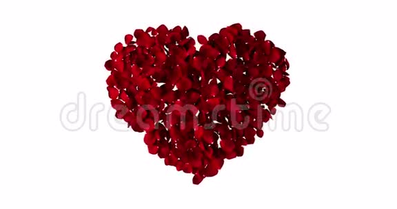 玫瑰花瓣红色的心白色背景上的漩涡爱和情人节的概念视频的预览图