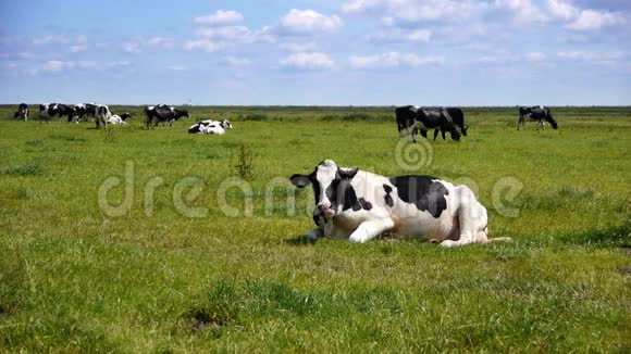 荷兰风景中的牛视频的预览图