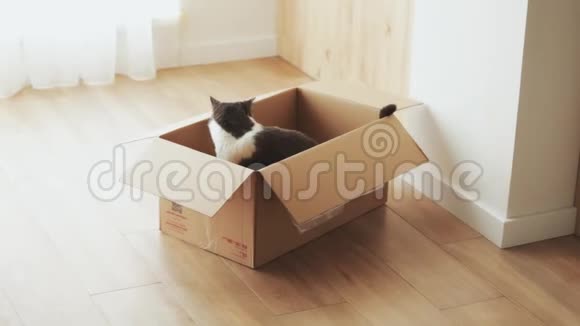 有趣的毛绒猫黑白羊毛坐在一个盒子里环顾四周迷人的可爱宠物在一个光线充足的房间里玩耍视频的预览图