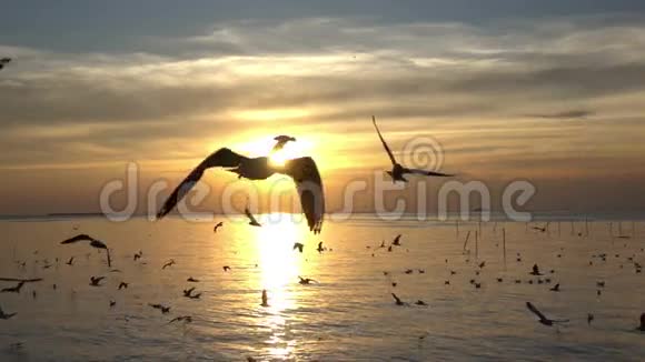 日落时分鸟儿在蓝天上飞翔慢镜头视频的预览图
