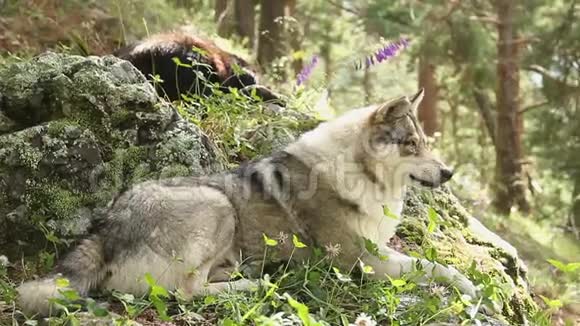 美丽的灰狼躺在岩石上休息野生动物视频的预览图