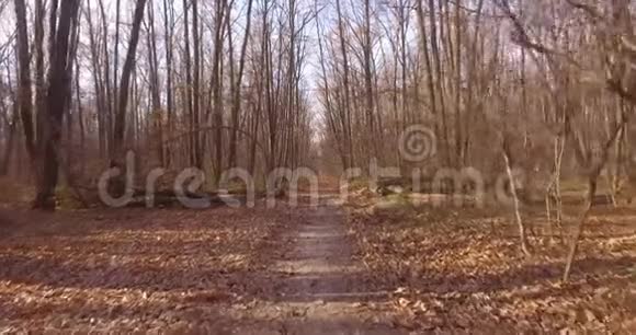 在落叶的秋林散步视频的预览图