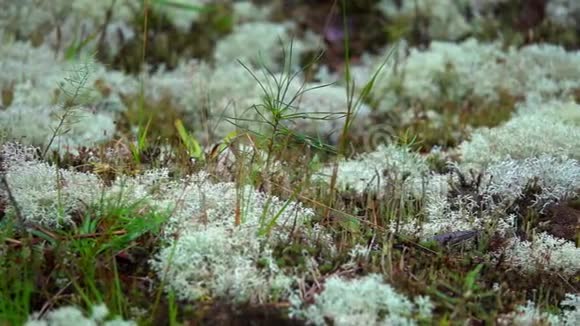 白色苔藓驯鹿地衣在大自然中生长视频的预览图
