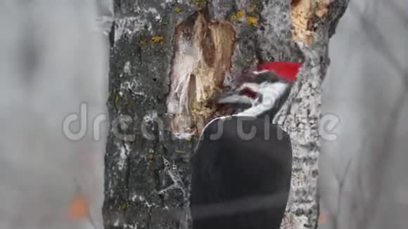 啄木鸟猎食零食视频的预览图