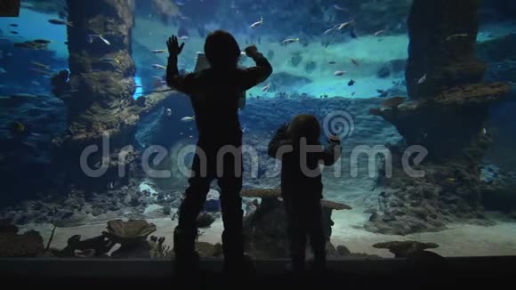 海洋生物好奇的孩子们在大型水族馆里看鱼视频的预览图