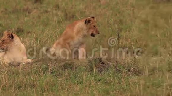 非洲狮子潘特拉里奥小组站在布什附近小熊与马累桑布鲁公园在肯尼亚视频的预览图