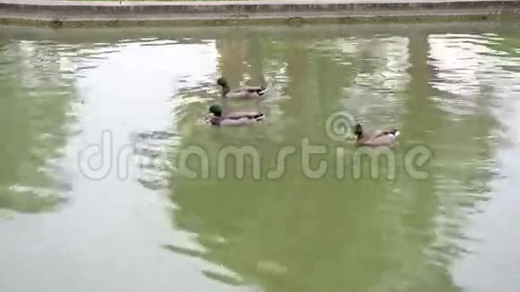 公园里的鸭子视频的预览图