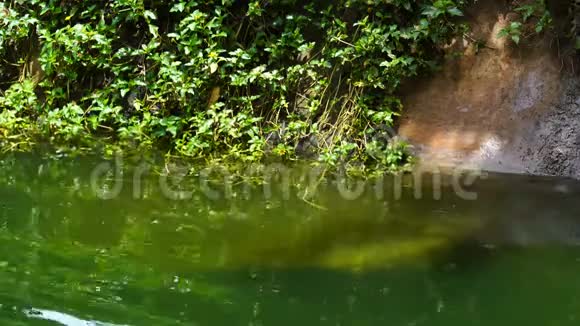 美洲虎在池塘里玩视频的预览图